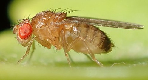 초파리 실물사진