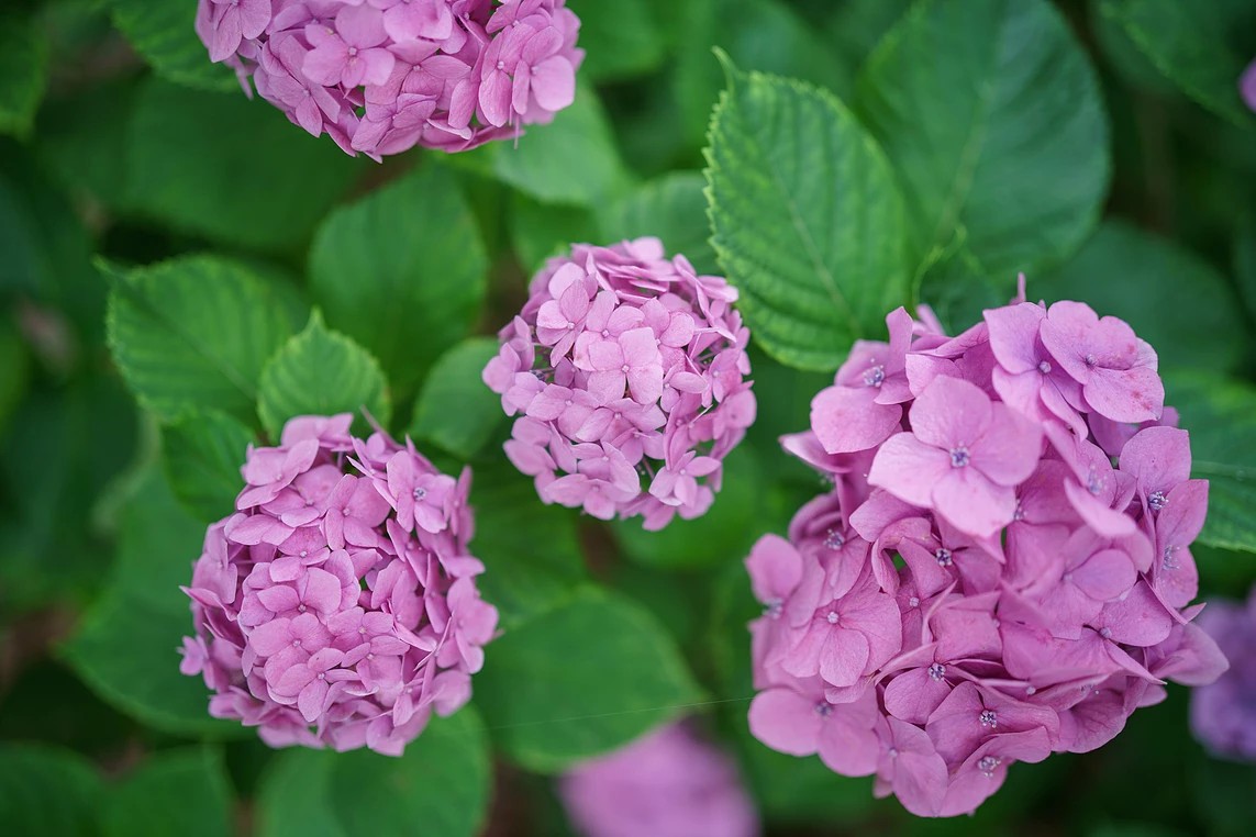 한림공원 수국 명소 가이드! 제주에서 만나는 6월 수국정원