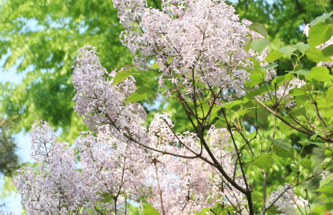 라일락 꽃 선물