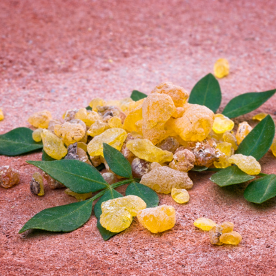 유향나무에서 추출한 보스웰리아