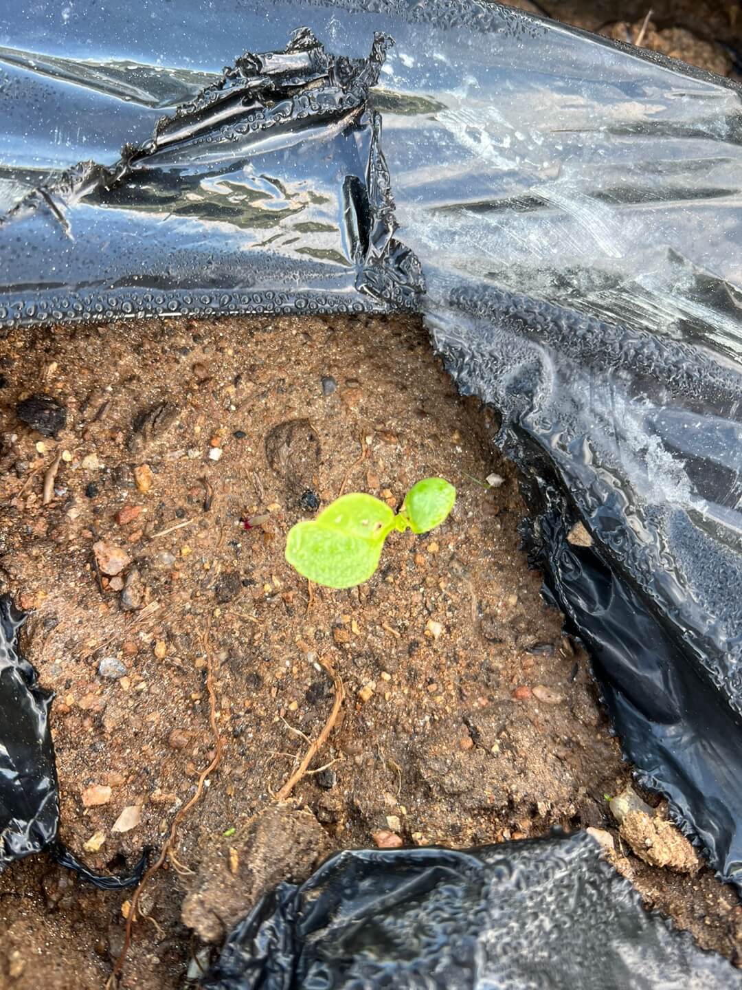 발아된 김장무