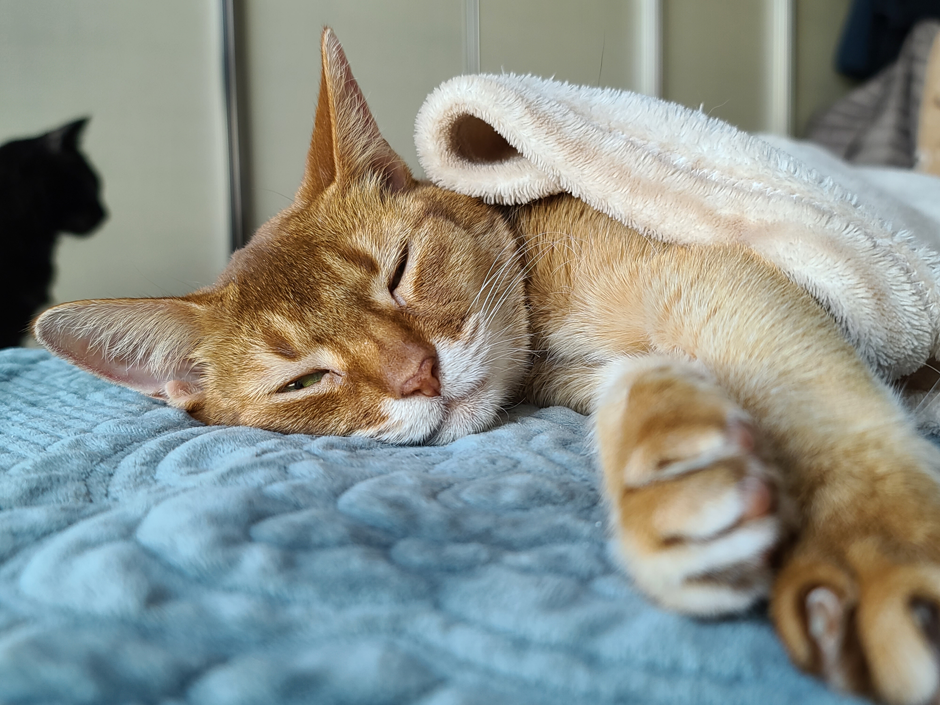새벽에 창문을 연 이유는? 고양이 응아냄새의 심각성.