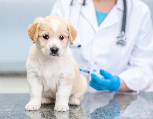 광견병 예방접종을 맞는 강아지