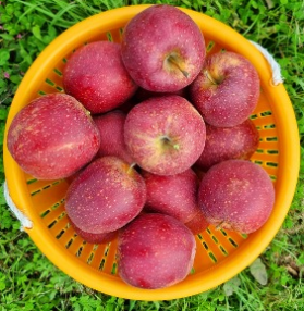 경북 문경 주흘영산 길매농원 사과 