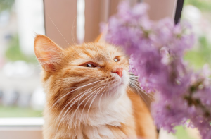 멀리 바라보는 고양이