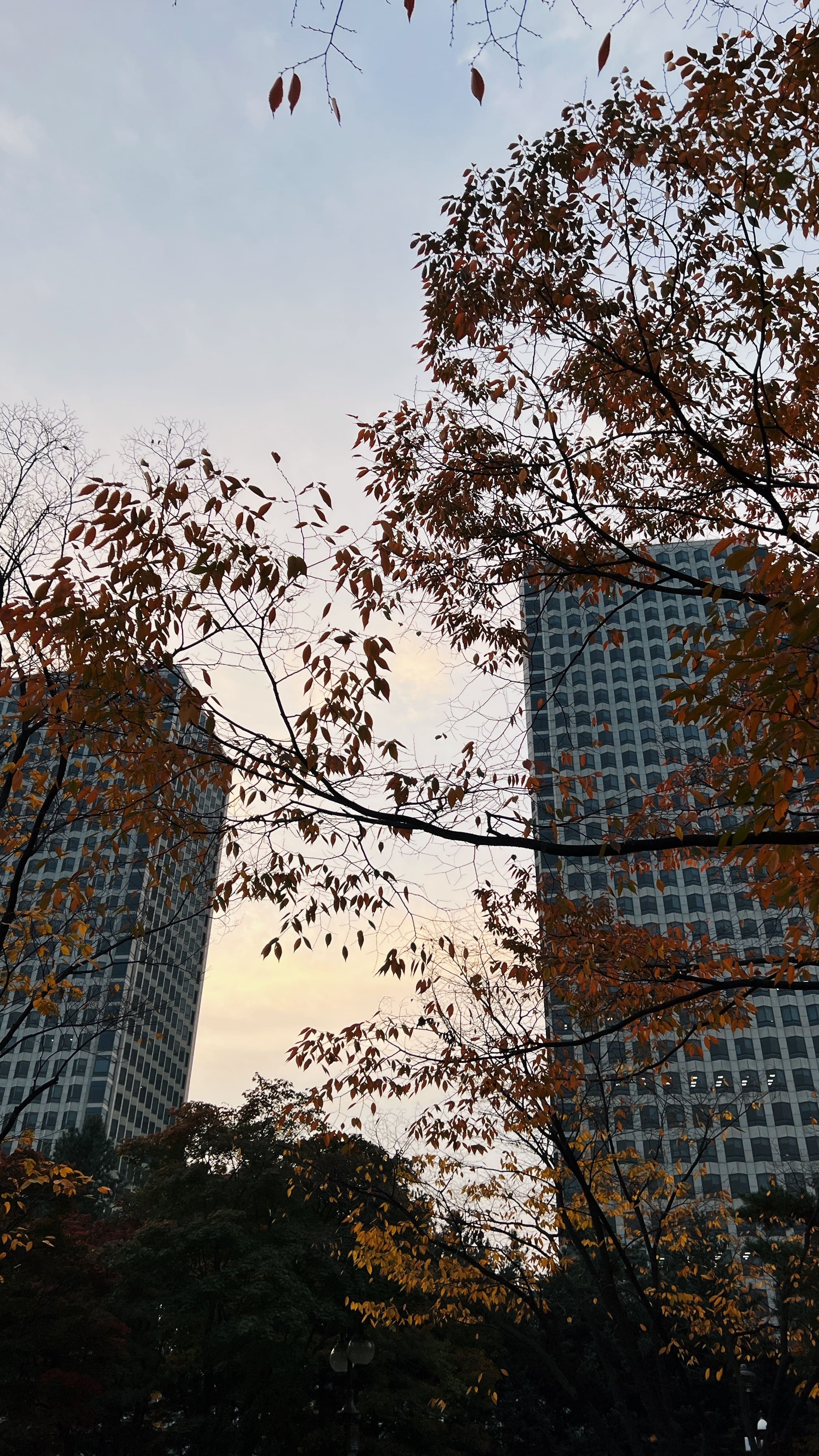 여의도 한강공원