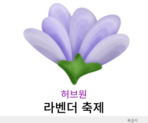 정읍 허브원 라벤더 축제