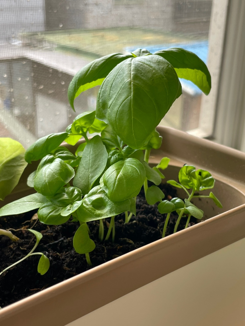 식물 왕초보도 집에서 쉽게 키울 수 있는 잘 안죽는 식물 추천