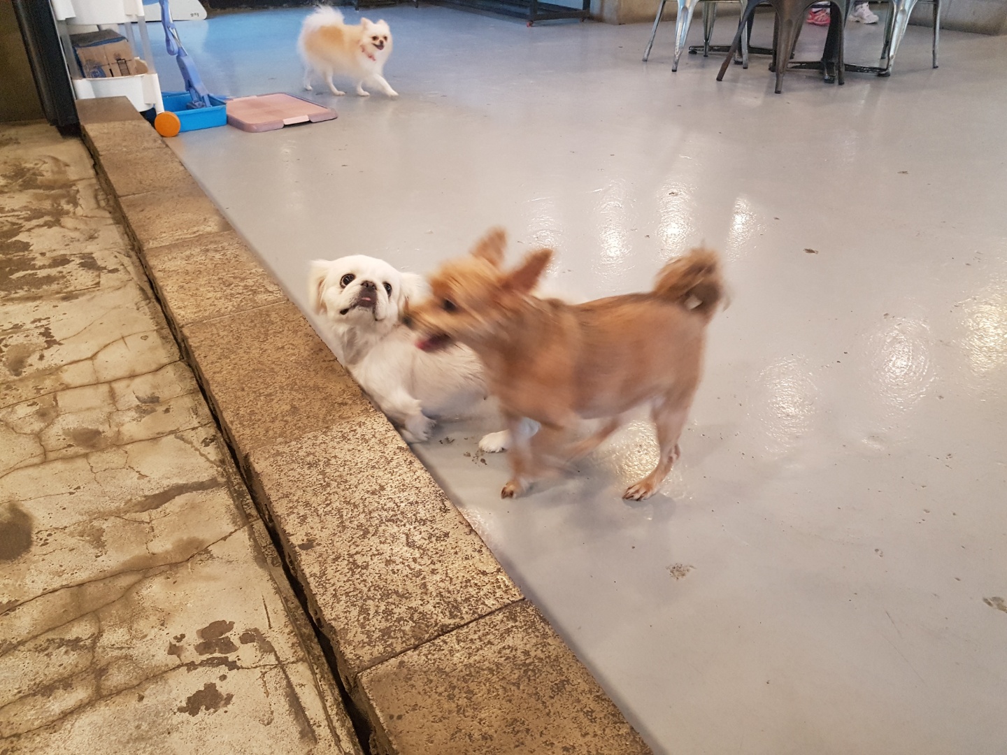 애견카페