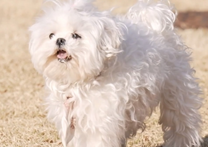 구성환 반려견 꽃분이 무지개다리 건넘. 