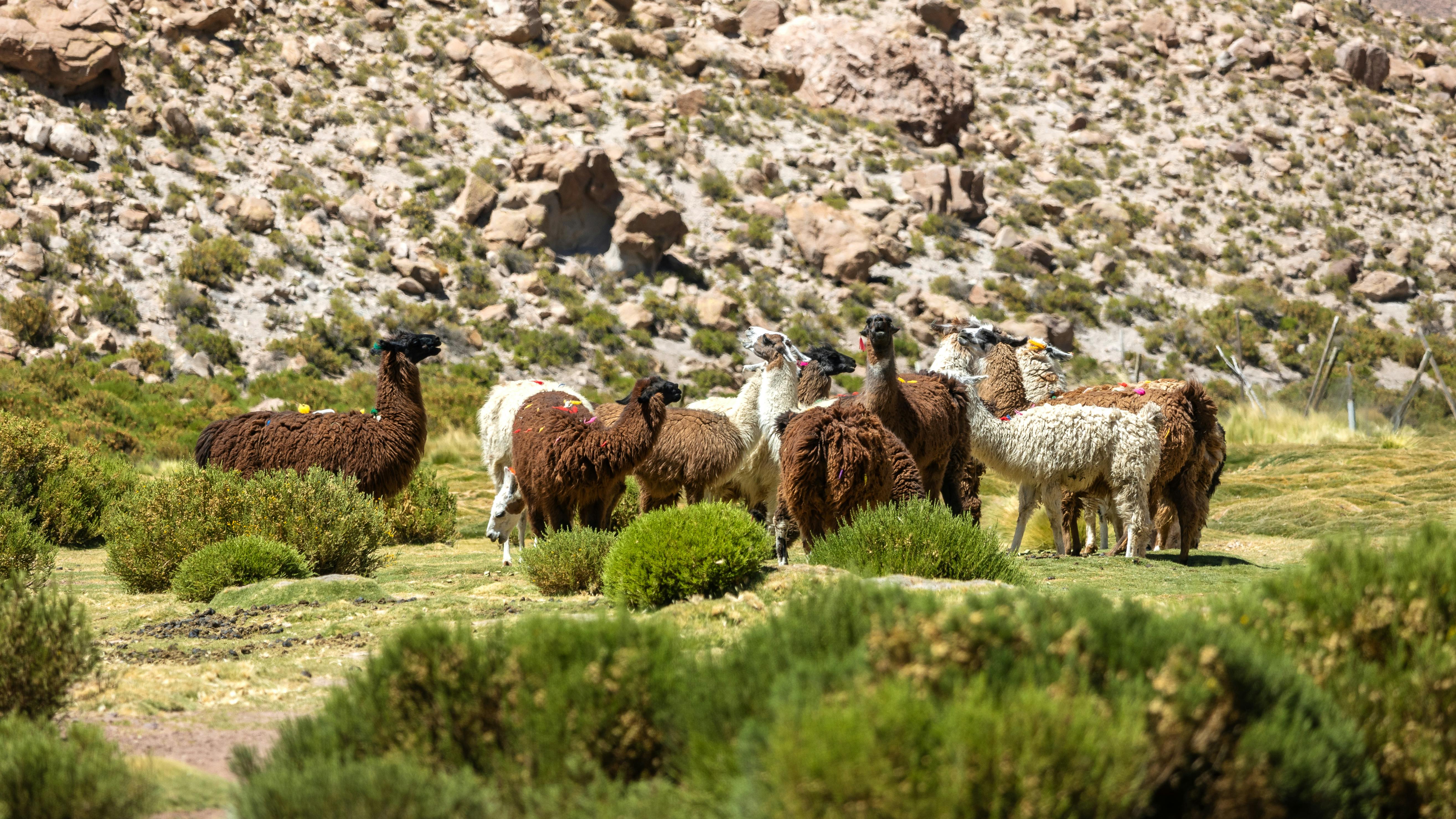 지구마블 세계여행3 칠레 여행 모아이 석상 지구 관통설
