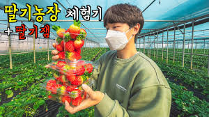 남양주 가볼만한곳 - 더드림딸기체험농장