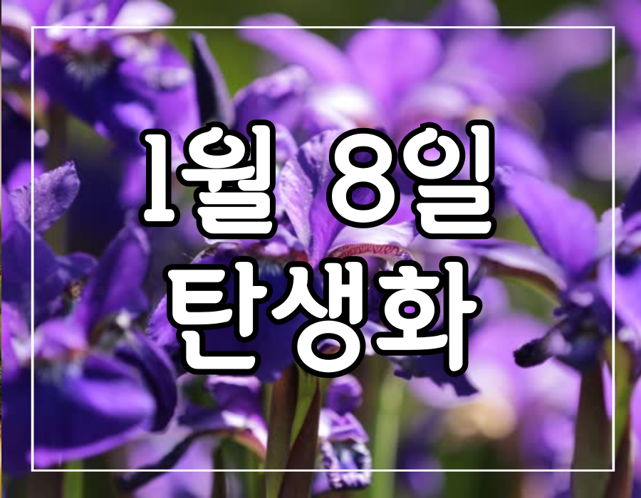 이 이미지는 1월 8일 탄생화에 관한 포스팅의 대표 이미지입니다.