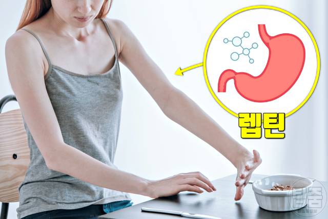 다이어트 호르몬 렙틴 식욕억제 다이어트식단 지방분해호르몬