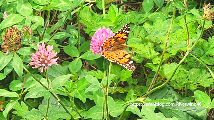 작은 멋쟁이 나비(painted lady butterfly)