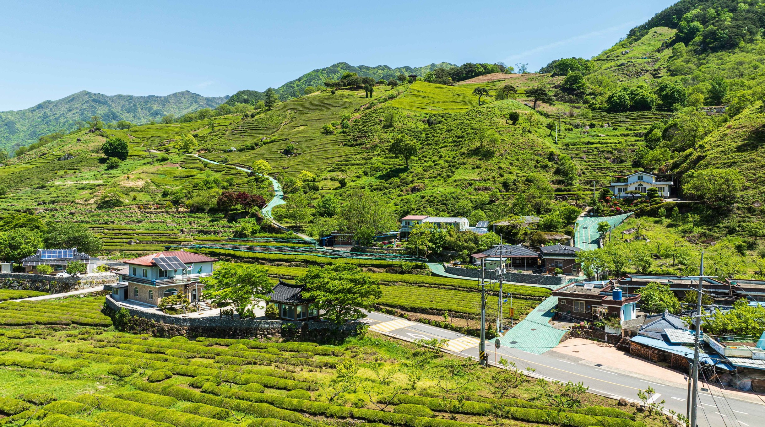 하동-녹차밭-풍경
