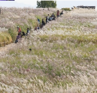 2024년 서울 억새 축제 일정