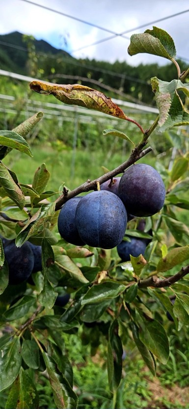 푸룬 사진/ 출처 - 네이버블로그[덕유산헛개나무열매농원]