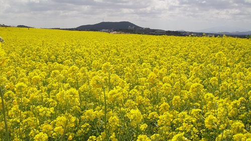 제주도 비행기표 싸게 사는법 총정리 : 땡처리 항공권 & 가격비교 꿀팁