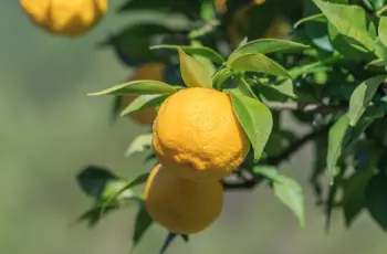 유자 가격 및 효능&amp;#44; 영양성분