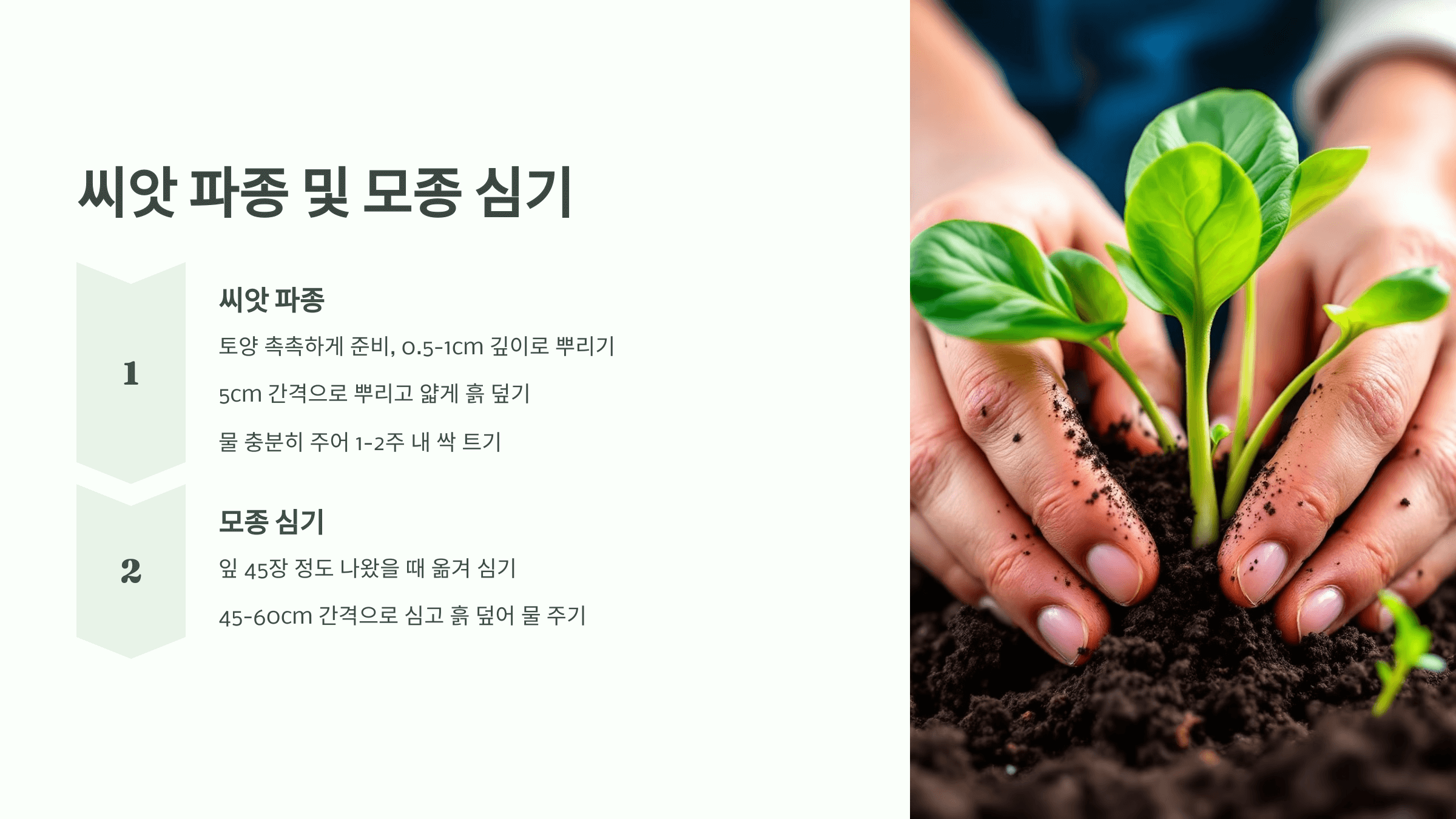 방울양배추 사진입니다.