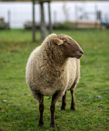 2025년 6월 양띠 생년별 운세