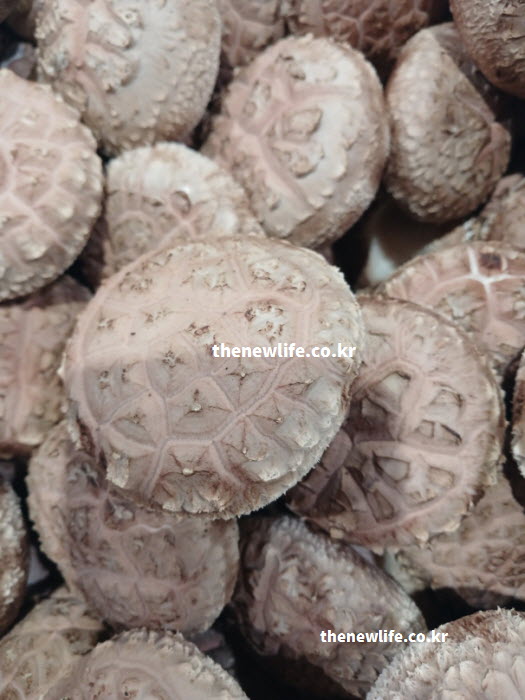 기둥(줄기)에 풍부한 영양 섭취로 표고버섯 효능 극대화