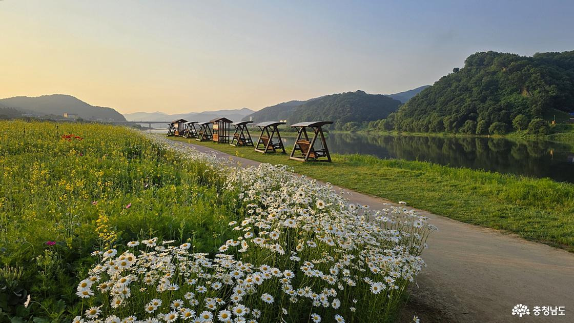 샤스타데이지 사진