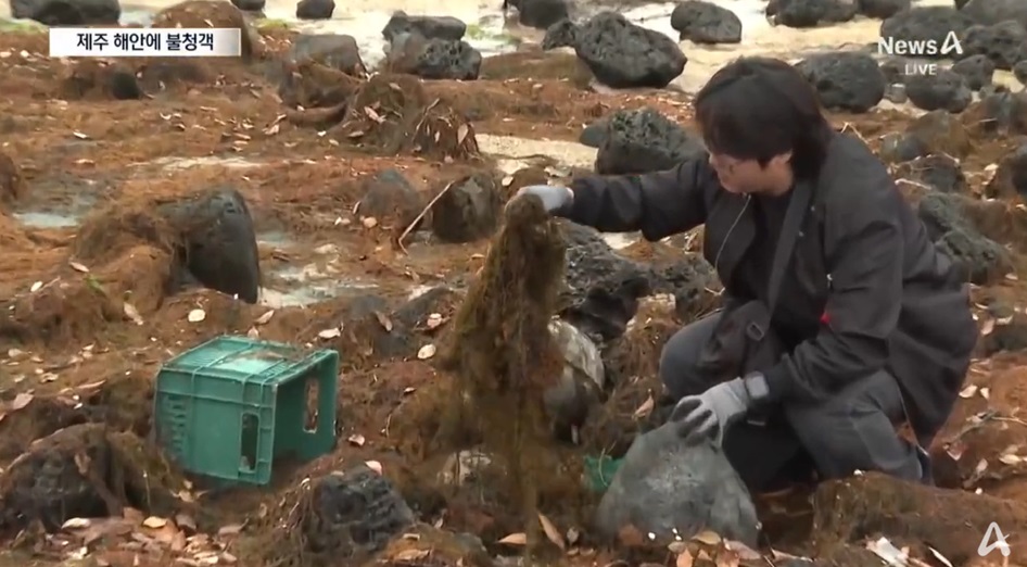 제주 해안의 괭생이모자반 문제