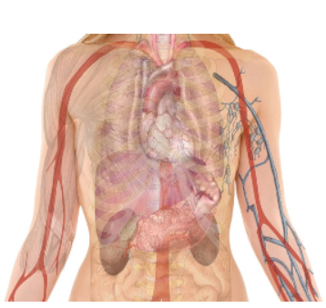 신체 장기 위치도