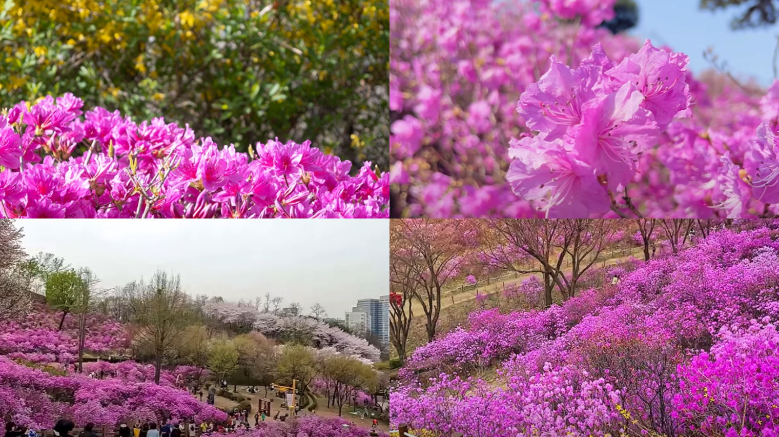 원미산 진달래 축제