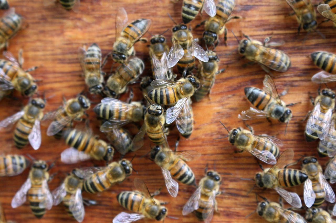 도시 양봉 시작하기: 아파트 베란다 미니 양봉 완벽 가이드