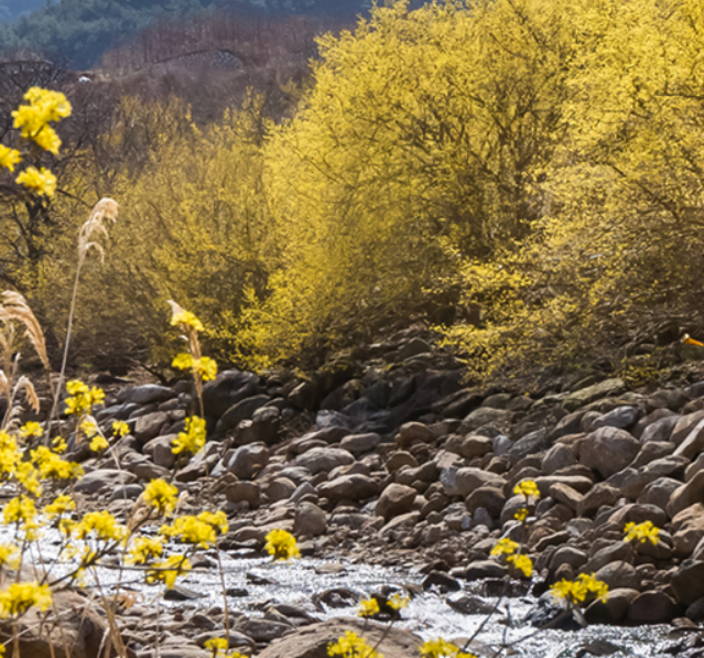 구례 산수유축제