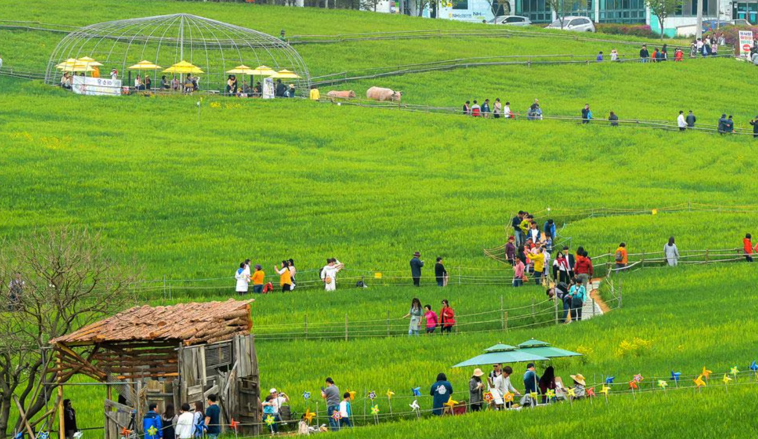 고창-청보리밭-축제