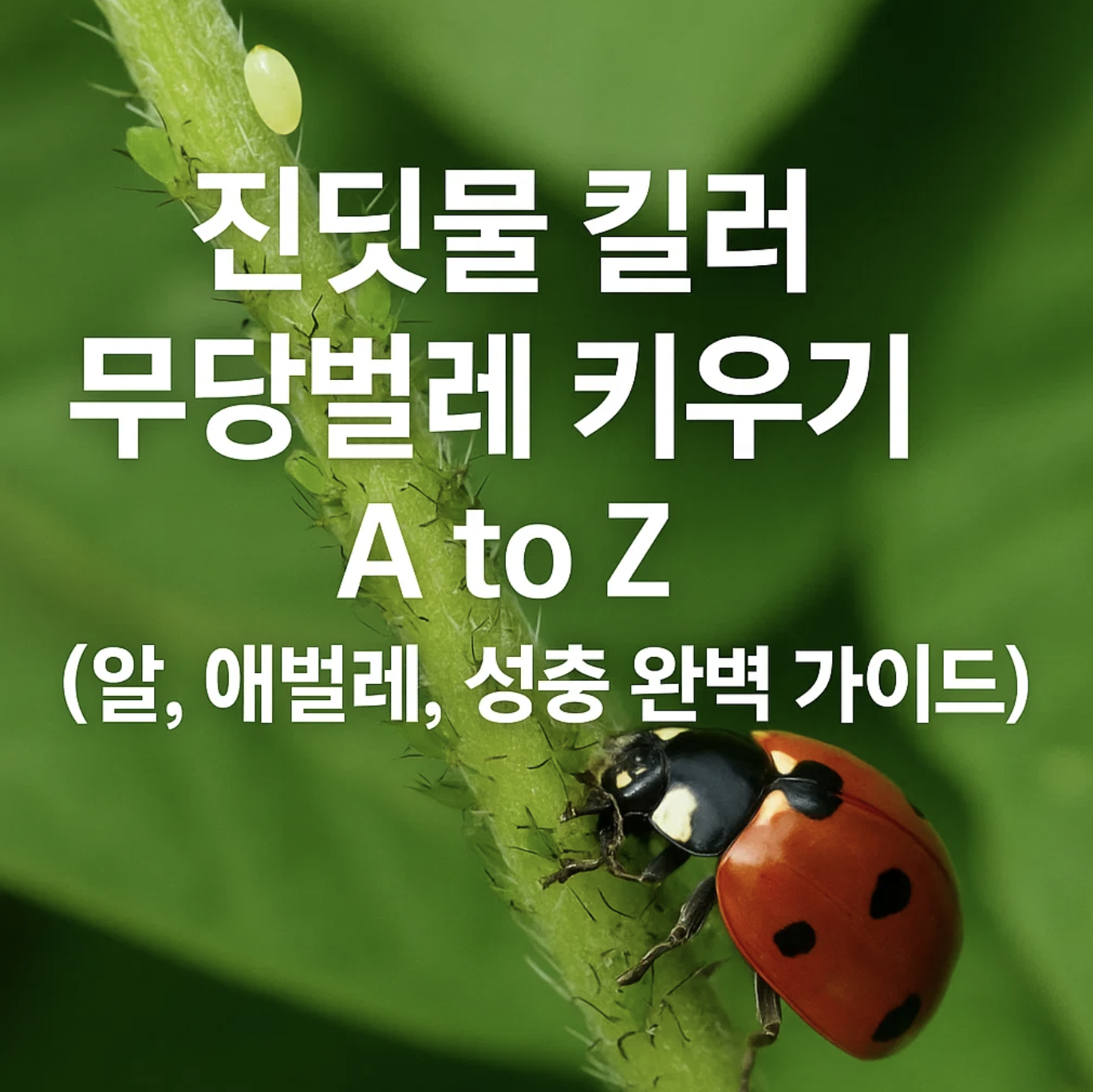 진딧물 킬러 무당벌레 키우기 A to Z (알, 애벌레, 성충 완벽 가이드)