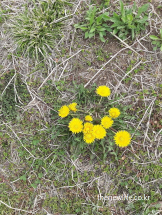 봄 들판에 무리지어 핀 노란 민들레꽃