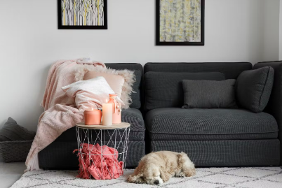 누워있는 강아지