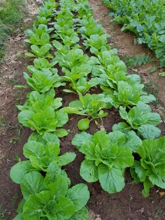 공익직불금 신청하기