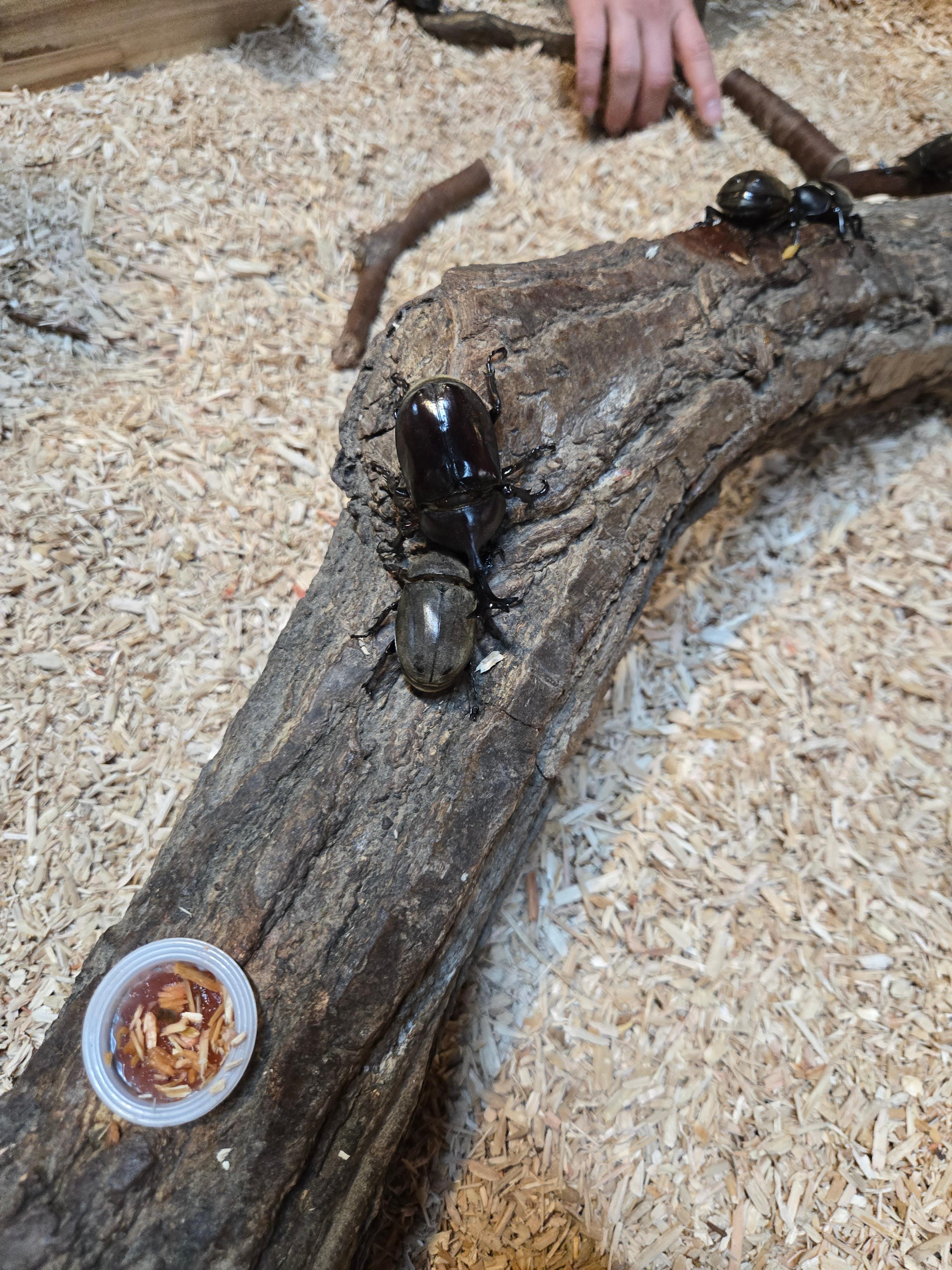 광주벅스랜드 곤충