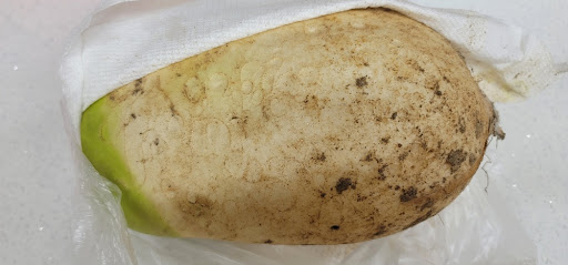 냉장고에 키친타월로 싸서 보관한 무 전체 모습, 겉은 멀쩡해 보이지만 곰팡이 시작 단계