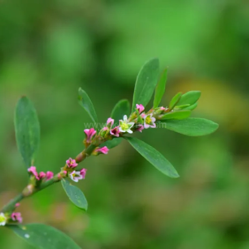 마디풀_편축_Knotgrass