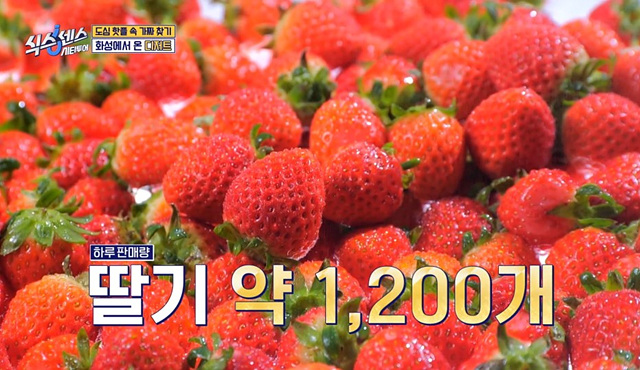 식스센스 수원 2회 맛집 정보 김치폭탄통닭 파르페 냉면꼬치 디믈리에 도토리캐리커쳐 여행