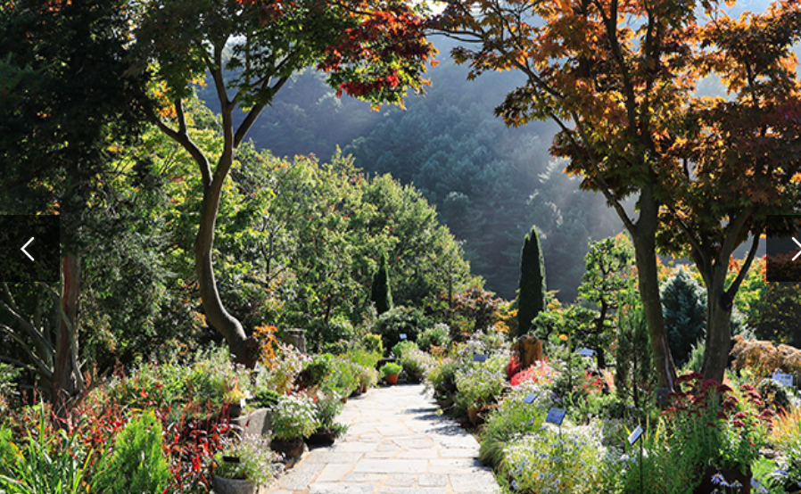 아침고요수목원 들국화전시회