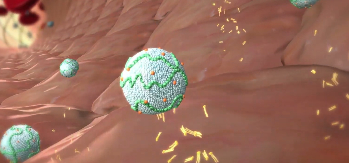 중성지방 정상수치