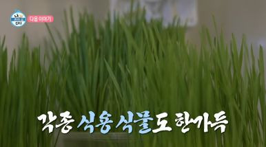 옥자연 나혼산