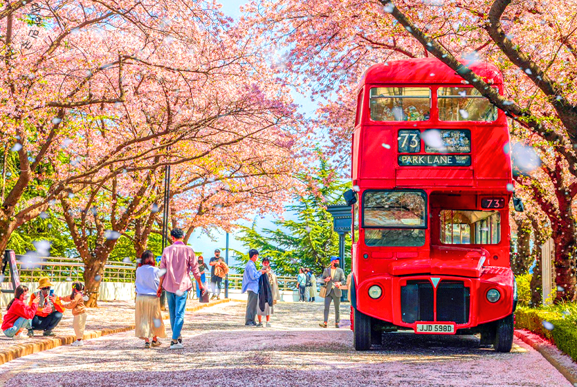 대구 이월드 벚꽃축제