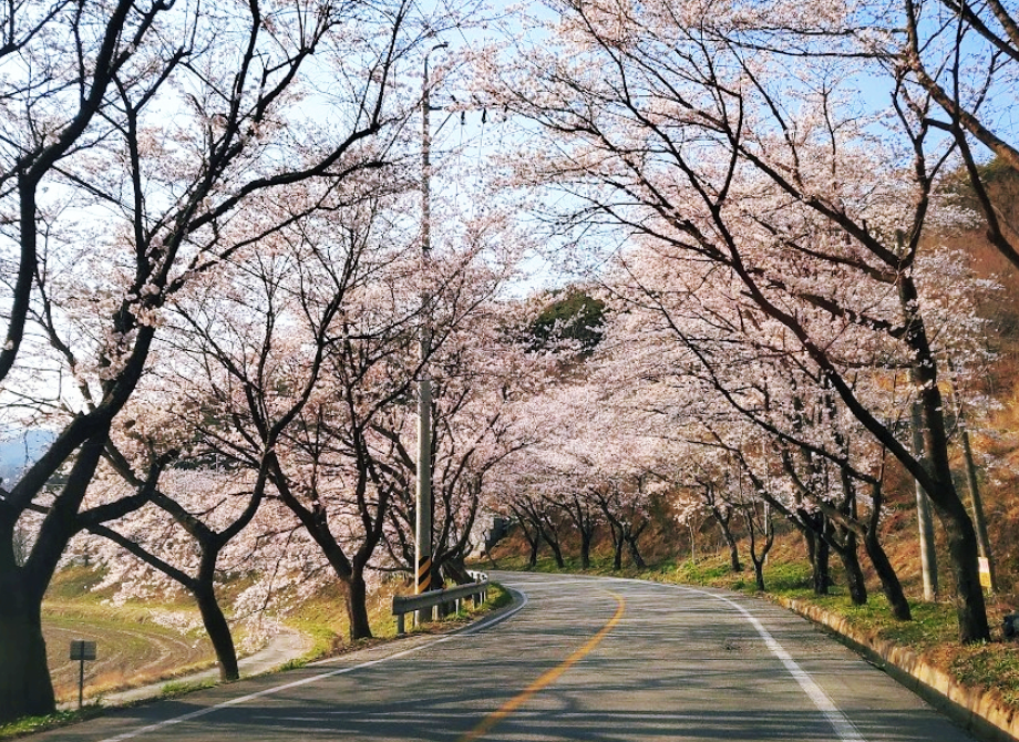 백운산 벚꽃