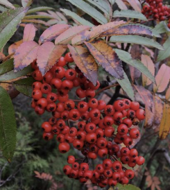 마가목 효능 부작용 먹는 방법 재배 열매&amp;#44; 나무 총정리