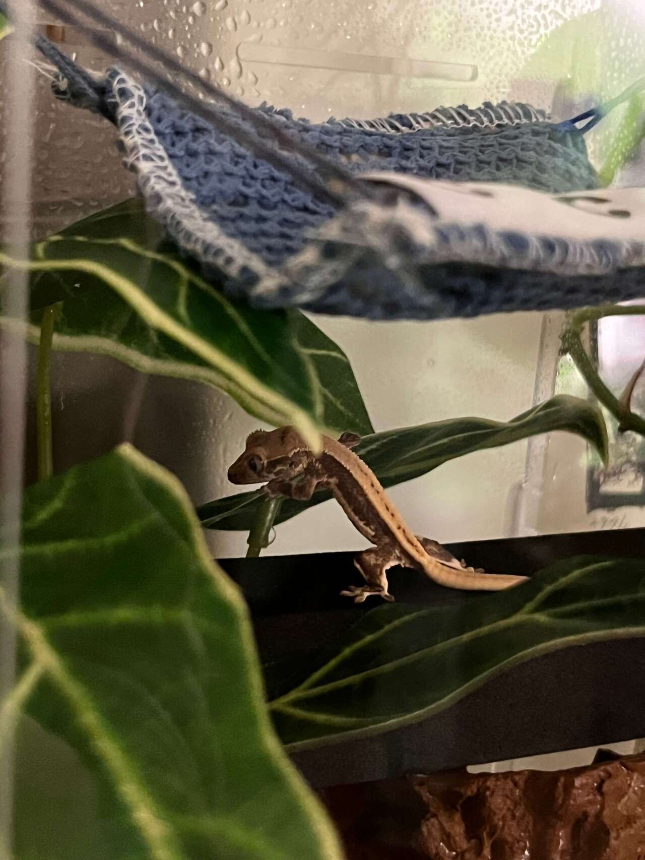 크레스티드게코