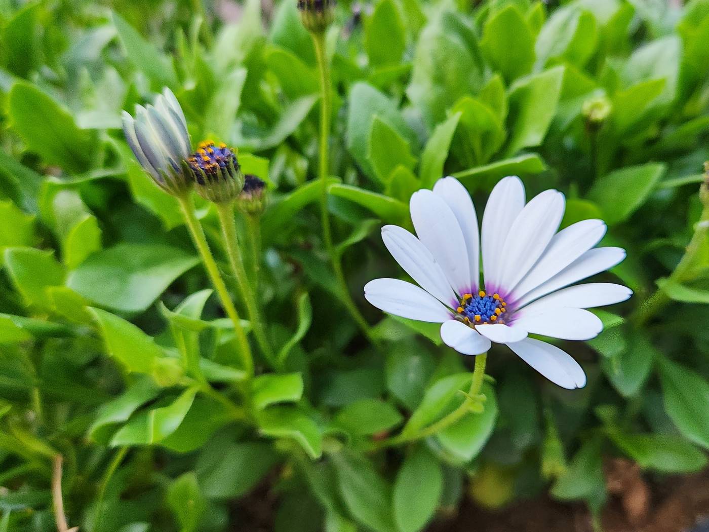 디모르포세카 Dimorphotheca